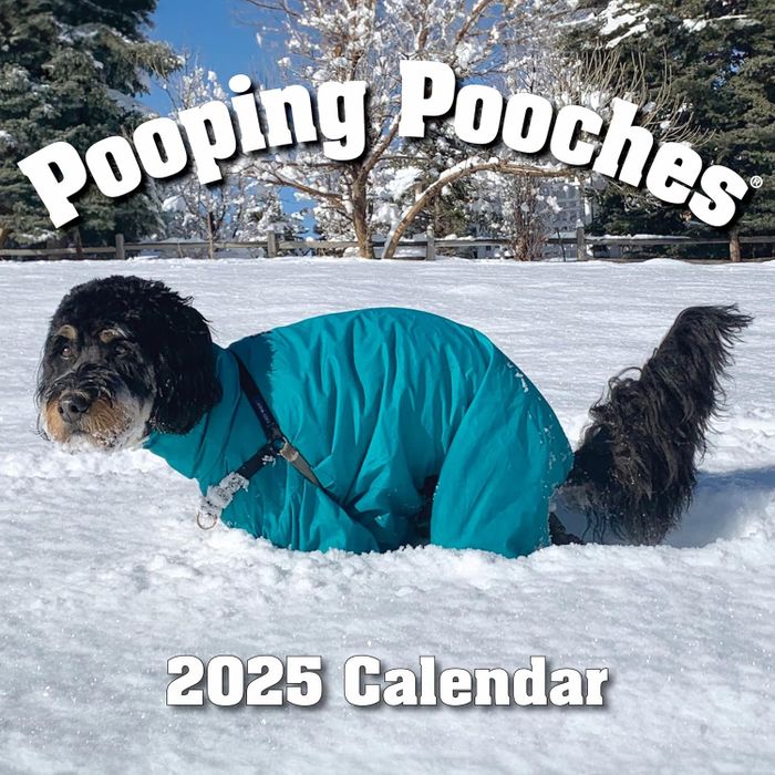 A dog wearing a blue coat in the snow; cover of the calendar.