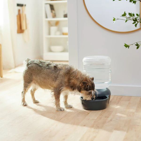 A dog enjoys a refreshing drink from an automatic water dispenser in a sleek, minimalist home environment