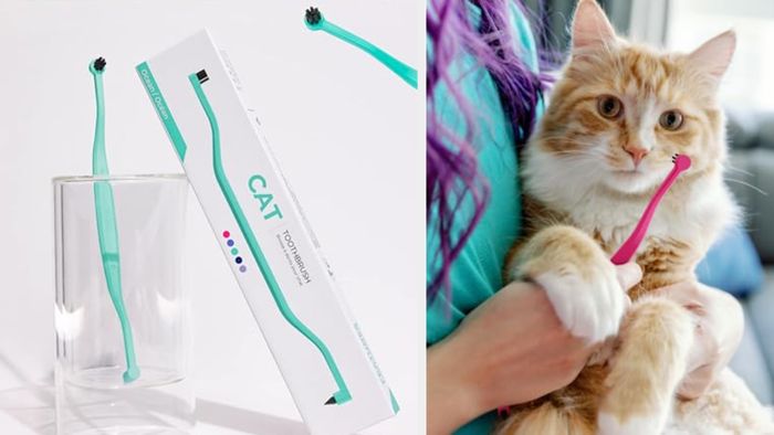A cat toothbrush in a glass, with the boxed packaging displayed on the left. An orange cat being gently brushed by a person with a similar toothbrush on the right.