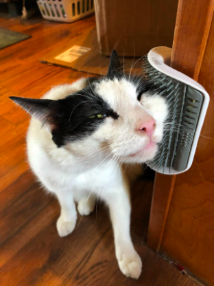 A reviewer shared a photo of their cat scratching itself on the mounted grooming brush