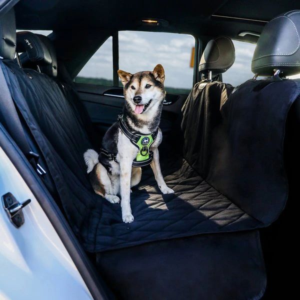 A Shiba Inu sporting a harness is seated on the back seat of a car, which is protected by the cover, grinning with its tongue sticking out.