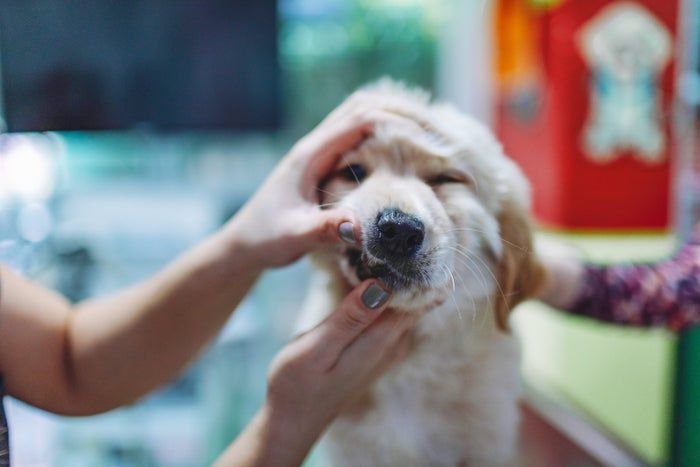 A person gently strokes a Labrador puppy’s head and muzzle, using both hands.