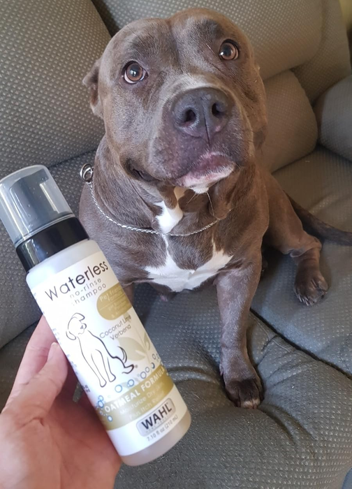 A dog sitting on a couch beside a hand holding Wahl waterless dog shampoo foam