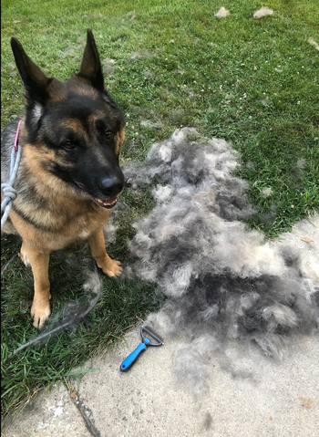 A dog sitting next to a large pile of shed fur