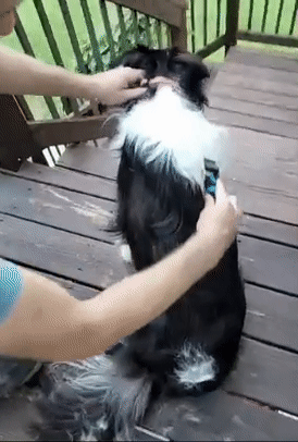 Reviewer using a small handheld comb to gently brush the fur from a dog's coat