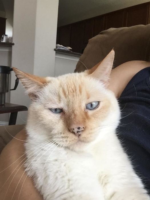 A photo of the same cat, with the eye infection gone and the eye looking clean after using the wash.