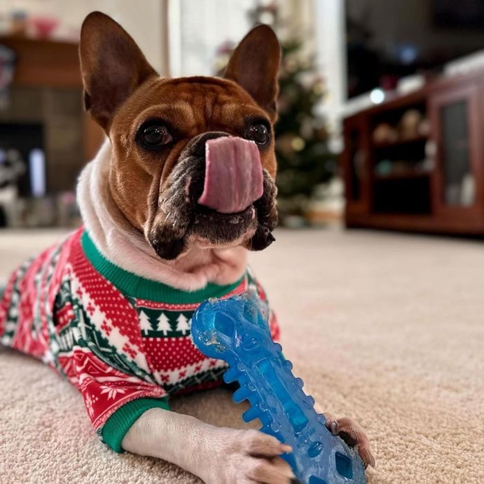 A French Bulldog in a festive sweater, tongue out, holding a blue chew toy indoors with a Christmas tree in the background