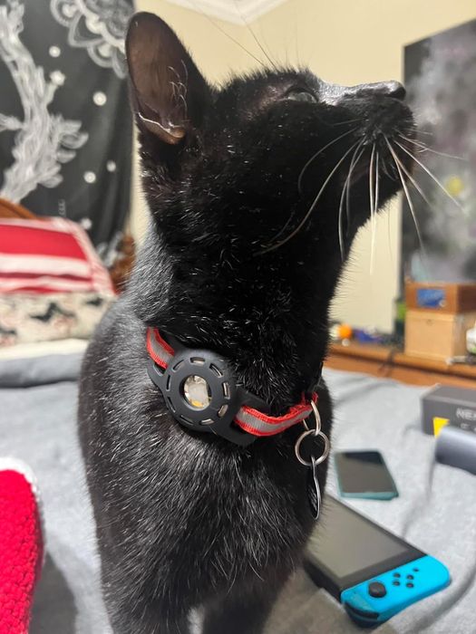 A black cat with a red collar and a circular tag is looking up, standing next to items like a Nintendo Switch and a smartphone, all on a bed.