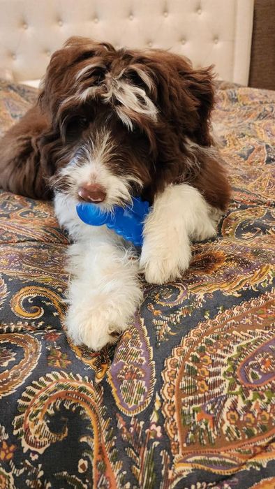 A fluffy brown and white puppy holding a blue chew toy while lying on a patterned bedspread
