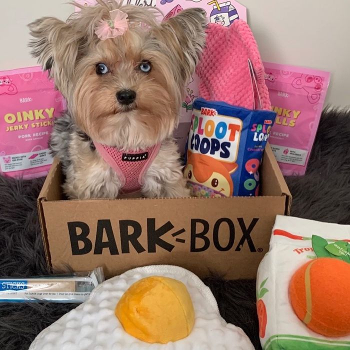 A dog joyfully sits inside their BarkBox, surrounded by toys and treats.