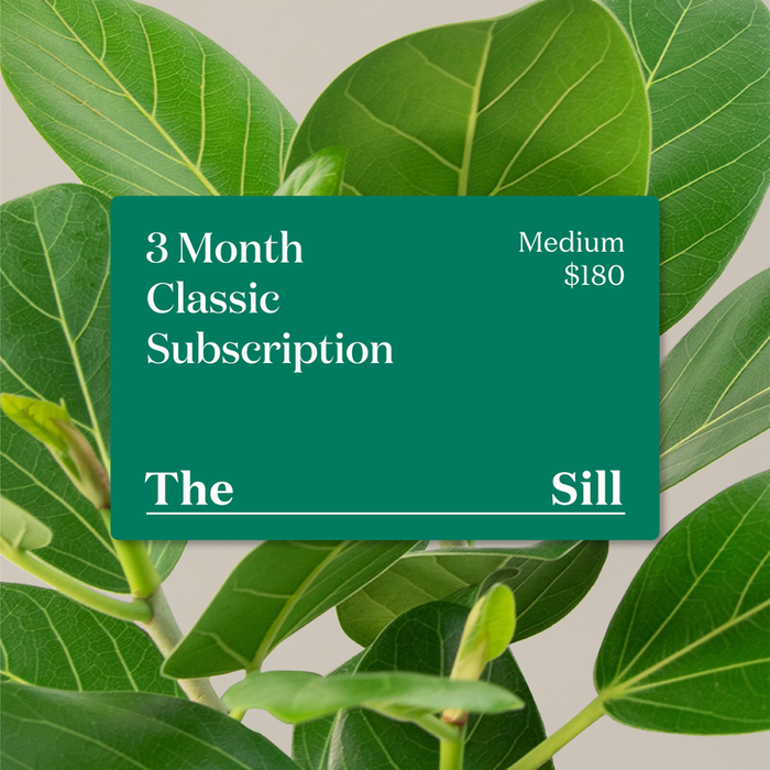 A green gift card reading 