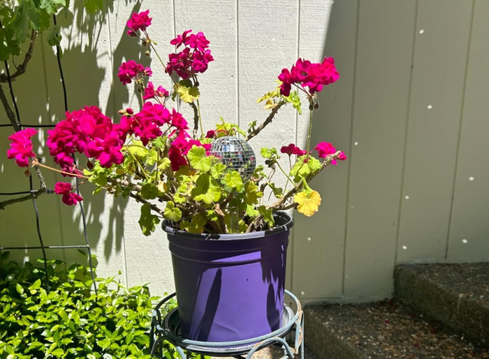 A purple flower pot adorned with bright blooms and a small disco ball on a stand, set in a sunlit garden
