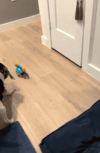 A reviewer's dog playfully chasing a blue crab as it scuttles from side to side.