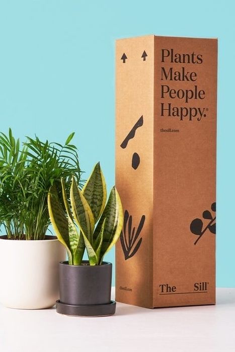 A tall cardboard box placed beside two potted houseplants.