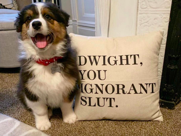 A customer photo of their dog with the pillow case that reads 