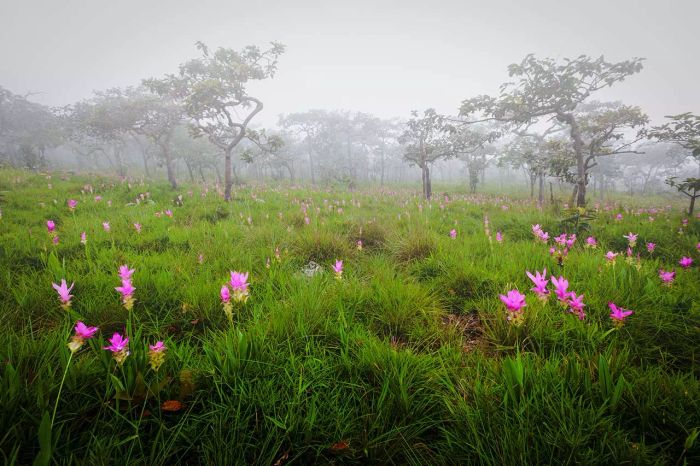 ท้าฝนสนุกสุดๆ! เปิด 5 เส้นทางท่องเที่ยวฤดูฝนที่ยิ่งฝนตกยิ่งสวยงาม