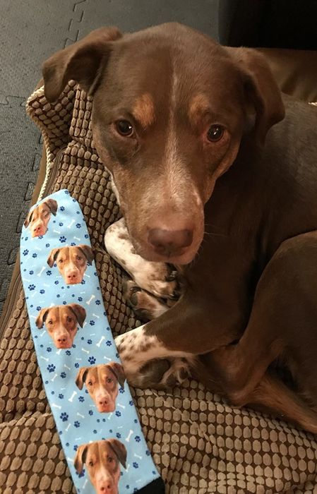 A reviewer’s dog sitting next to the socks with its image on them