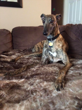A reviewer shares a photo of a brown blanket with a dog lounging comfortably on it on a couch.