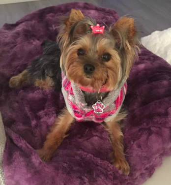 Another reviewer provides a picture of a small dog sitting on a purple blanket, adding to the charm of cozy home essentials.
