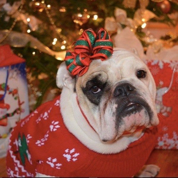 An English bulldog sporting a festive Christmas sweater, perfect for the holiday season.