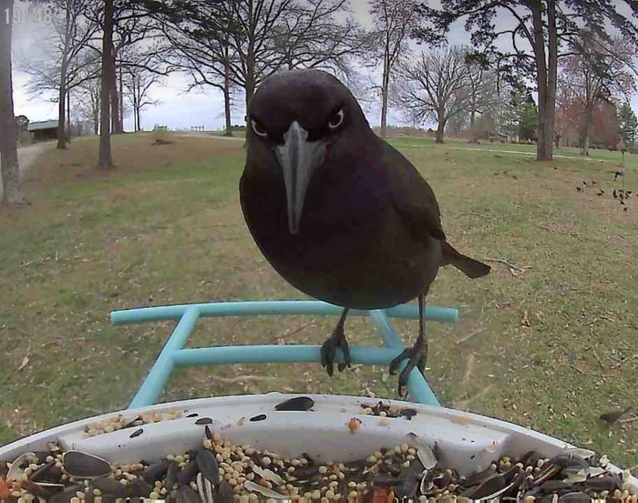 A bird sits on a feeder filled with seeds, surrounded by trees in a park setting. The bird appears to be a blackbird or a similar species.