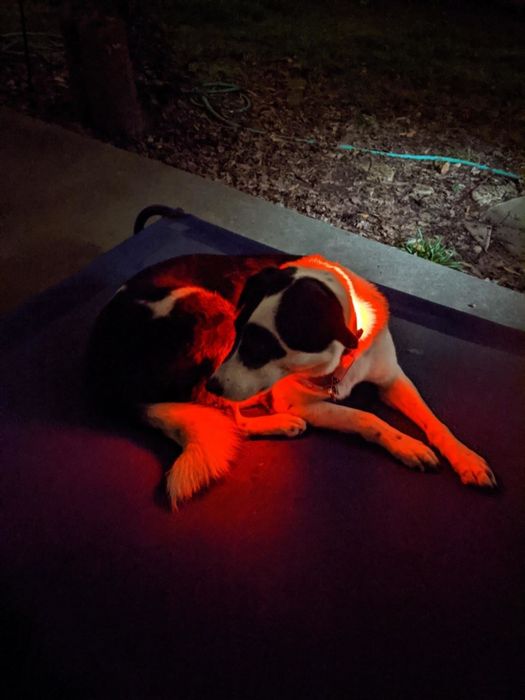 A dog with a red glowing collar rests on a mat at night.