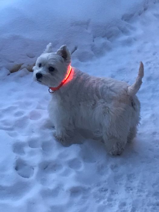 A small dog with a glowing collar stands in the snow, gazing sideways.