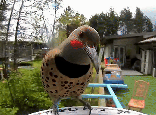 A close-up of a spotted bird standing on a bowl, likely in a garden or backyard, with trees and playground equipment in the background.