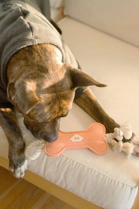 A dog happily playing with the salmon-colored dog toy.