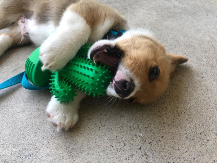 A reviewer’s corgi puppy happily gnawing on the cactus toy