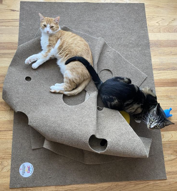 A reviewer’s two cats lounging on top of the ripple rug