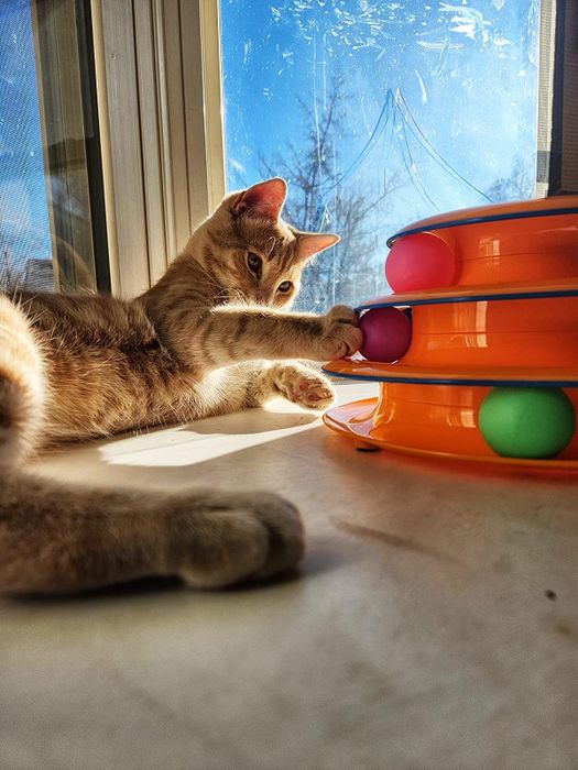 a reviewer’s orange cat batting at the ball tower