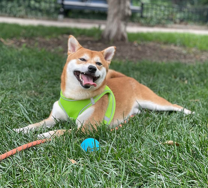 A reviewer’s Shiba Inu standing next to the ChuckIt ball launcher