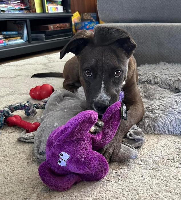 A reviewer's dog proudly displaying a purple elephant tattoo.