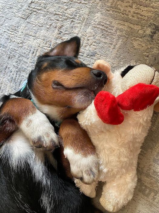 A reviewer’s dog enjoying a nap with their lamb toy