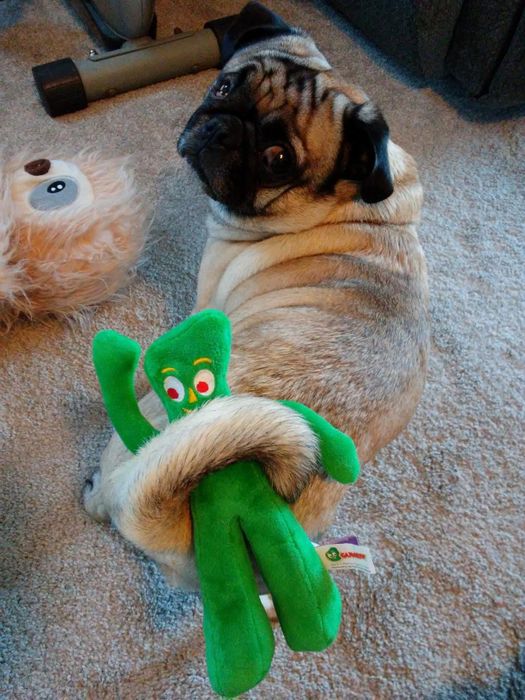 A reviewer’s pug with its tail wrapped around the Gumby plushie