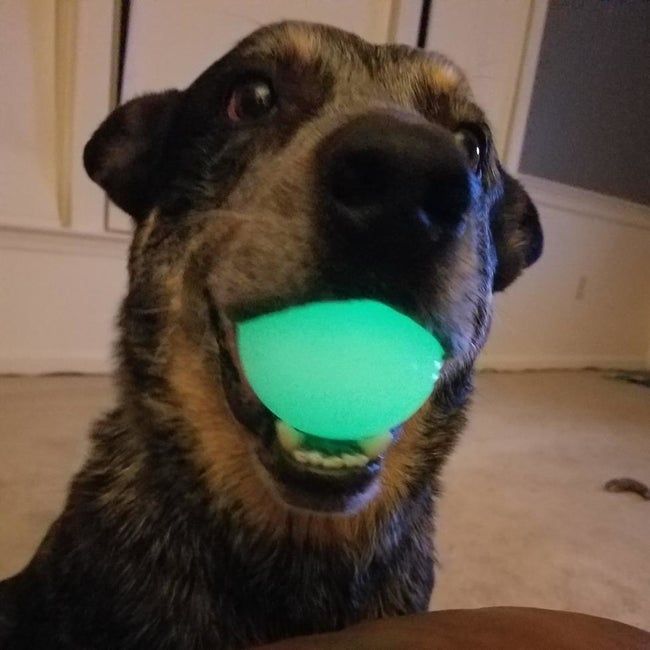A photo from a reviewer showing a dog holding the glowing ball in its mouth