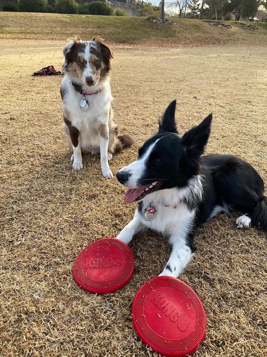 Two dogs playing outside, with one resting next to two flying disc toys