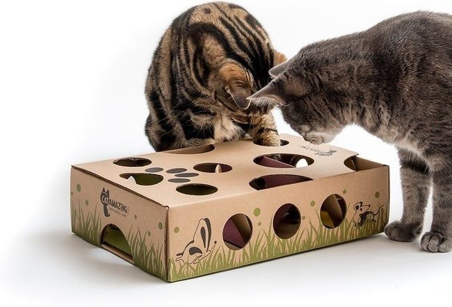 Two cats having fun with a cardboard puzzle maze