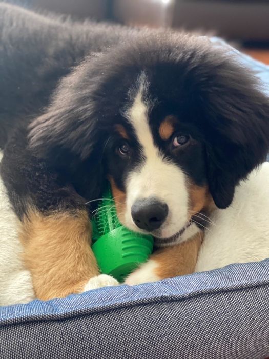 A reviewer’s Bernese dog enjoying chewing on the cactus toy