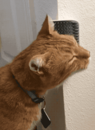 A reviewer’s tabby enjoying the scratching toy