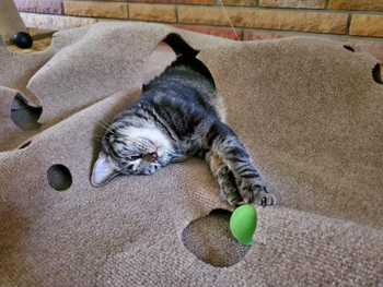 A reviewer’s cat pulling a ball from one of the holes in the ripple rug