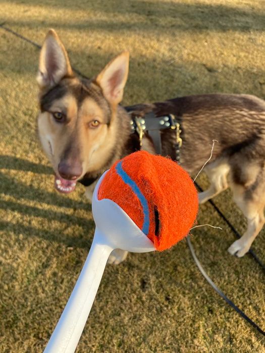 A reviewer demonstrating the orange and white ball launcher in front of their dog