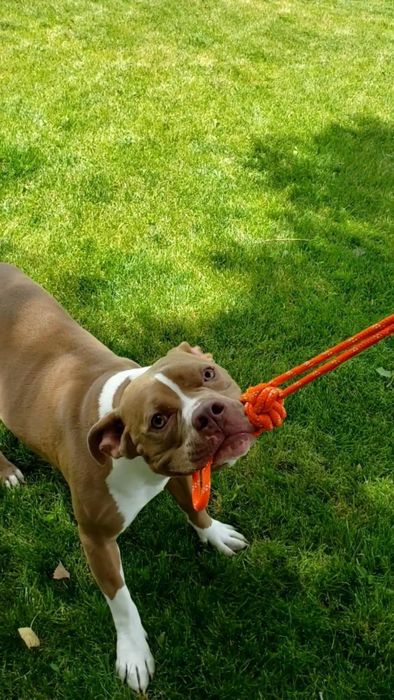A reviewer’s photo of their pit bull, smiling and holding the rope in its mouth.