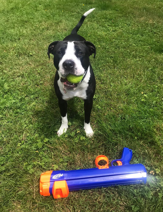 A reviewer's dog standing proudly in front of the vibrant orange and blue Nerf gun, ready for action.