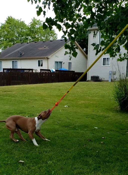 A reviewer’s pit bull tugging on a rope that’s tied to a tree, giving it all they’ve got.