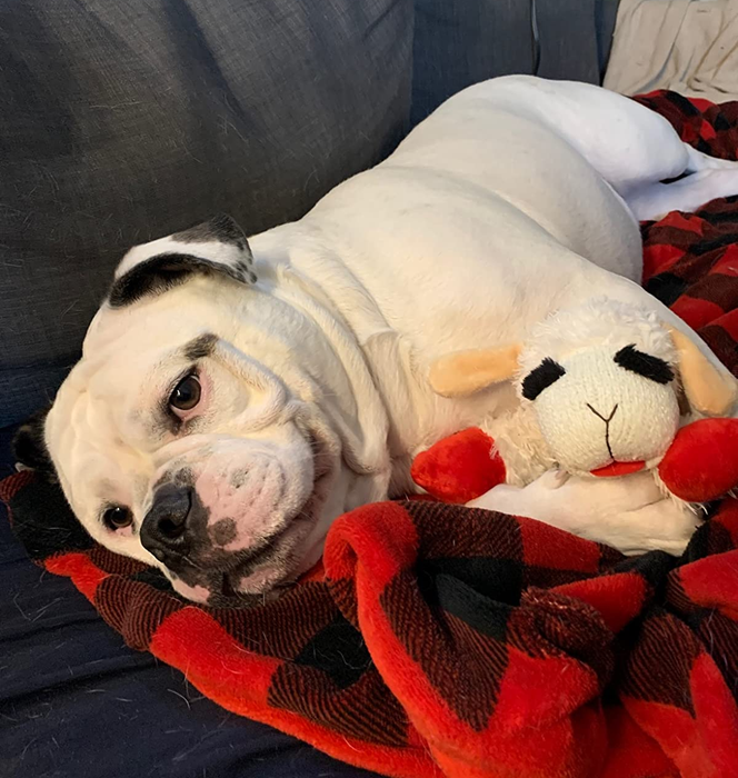 A reviewer’s bulldog snuggling up with the Lambchop plushie