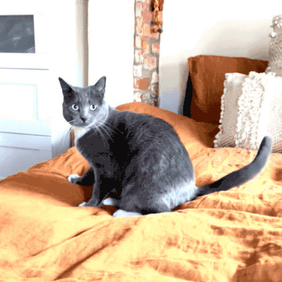 A Mytour editor's cat happily playing with the string-on-a-stick toy.