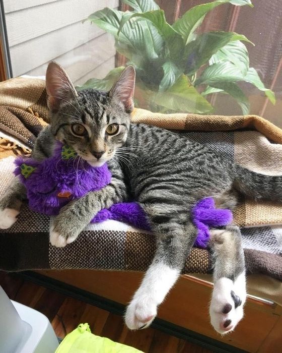 A reviewer's kitten enjoying the purple purring toy