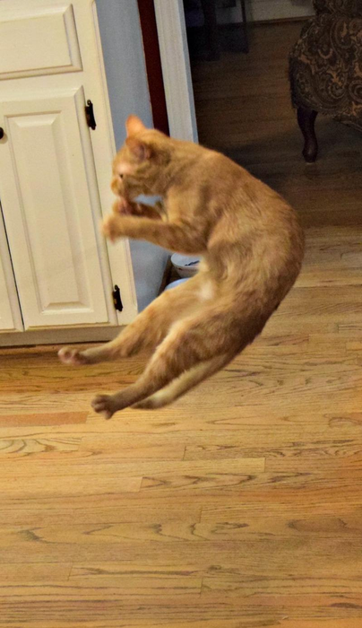 A reviewer’s cat leaping into the air to play with the toy